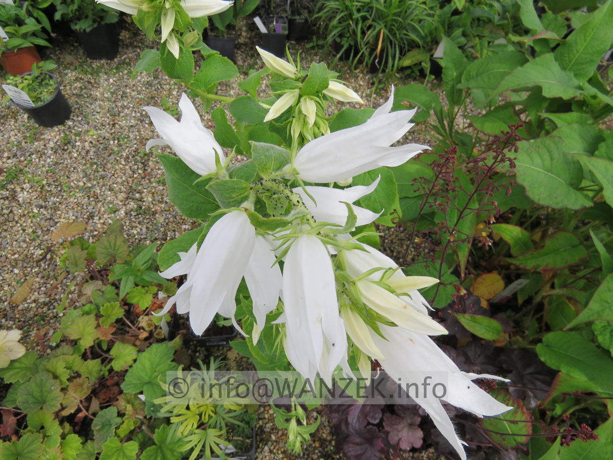 Campanula macrantha Alba - Bluete nah.JPG
